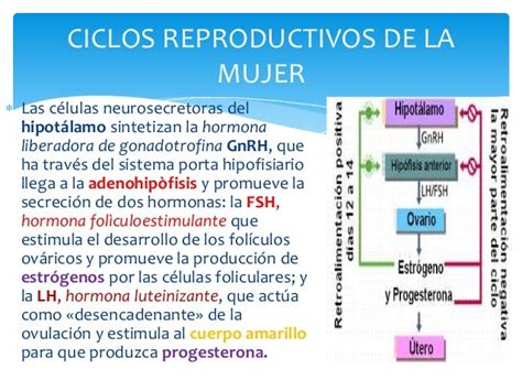 Ciclos Reproductivos De La Mujer Ciclo Menstrual Unt J Vásquez Ru