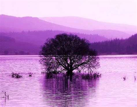 Purple Tree Scotland Purple Haze Shades Of Purple Purple Color