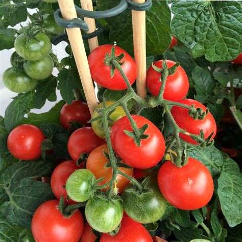 A Guide To Support Cherry Tomatoes With Cages Stakes And Containers