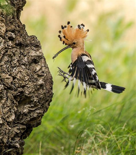 In the game fifa 19 his overall rating is 62. Hoopoe . . . Hungary . . . Photographed by András Schafer ...