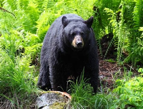 Black Bear Population Makes Great Comeback In Virginia Report