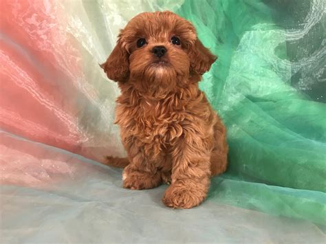 We have five female puppy's and one male puppy and also the dam for sale please contact us for more. Shih Tzu Poodle Breeders, Iowa, Illinois, Minnesota, Puppies Ready!