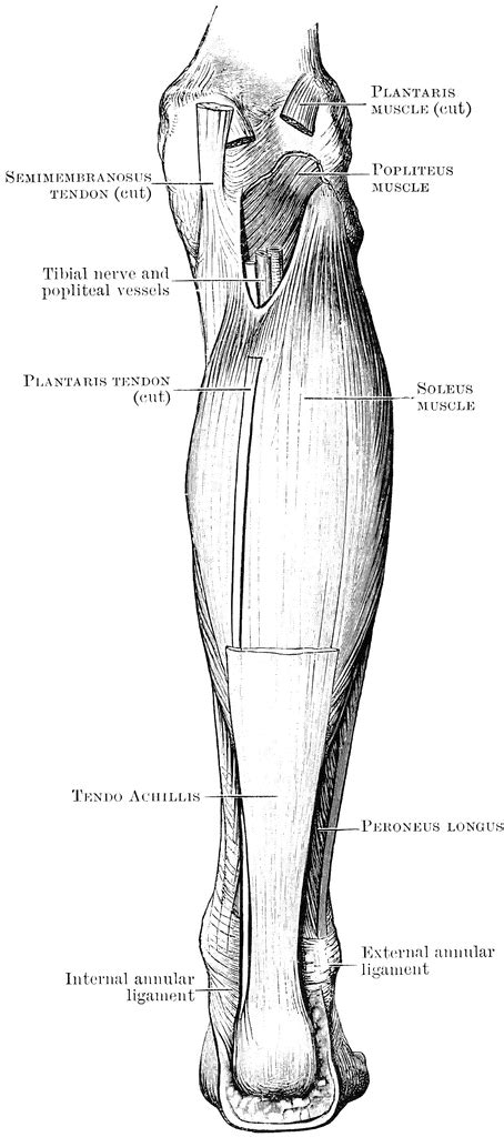 Muscular Leg Anatomy
