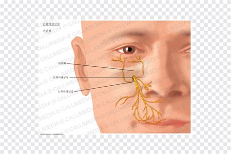 Infraorbital Nerve Nasociliary Nerve Anatomy Infraorbital Artery Face