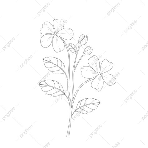 Hand Drawn Botanical Vector Hd Images Sketch Floral Botany Flower