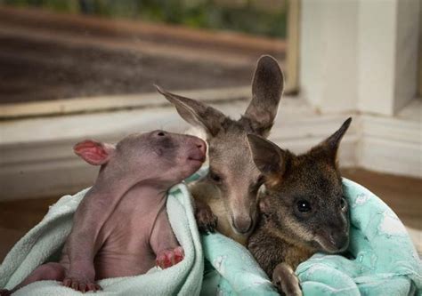 Adorable Friendship Between Baby Kangaroo And Baby Wombat