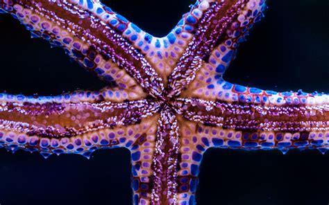 Download Wallpaper 2560x1600 Starfish Tentacles Underwater World