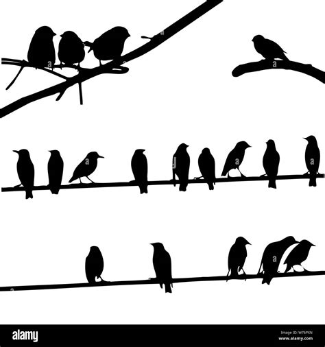 Birds On Wires Silhouette Set Stock Vector Image And Art Alamy