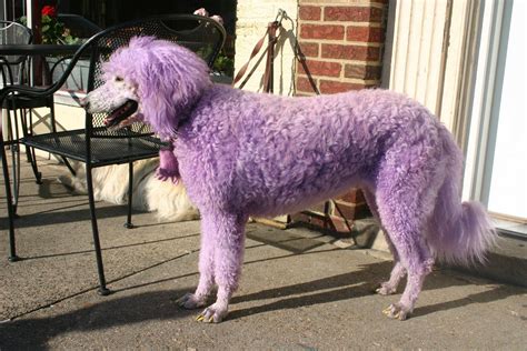 Purple Dog Yikes Purple Stuff All Things Purple Poodle Orchid