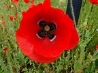 Beautiful Poppy Flower Free Stock Photo - Public Domain Pictures