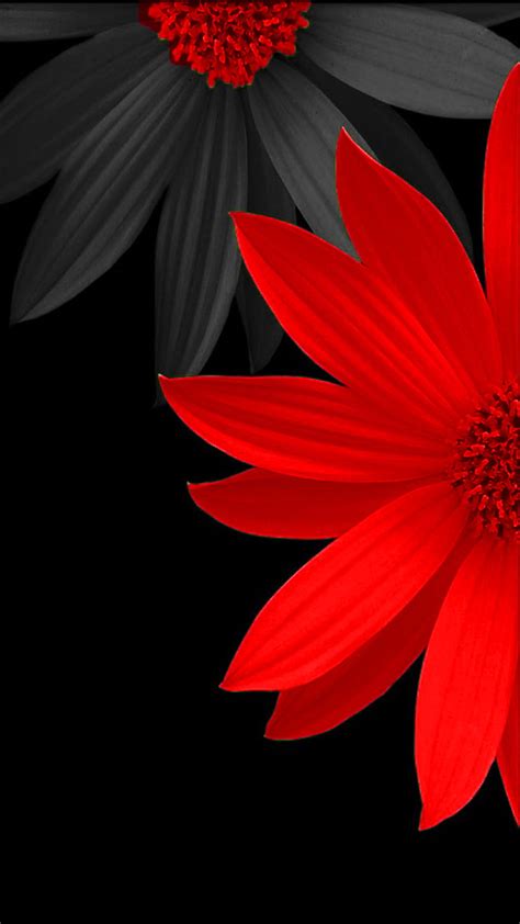 Red Flower Pictures Hd