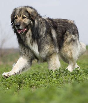 dog breeds   amazingly similar  german shepherds