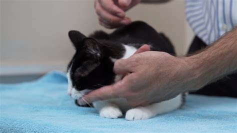 How To Pick Up A Cat Like A Pro Vet Advice On Cat Handling Catlov