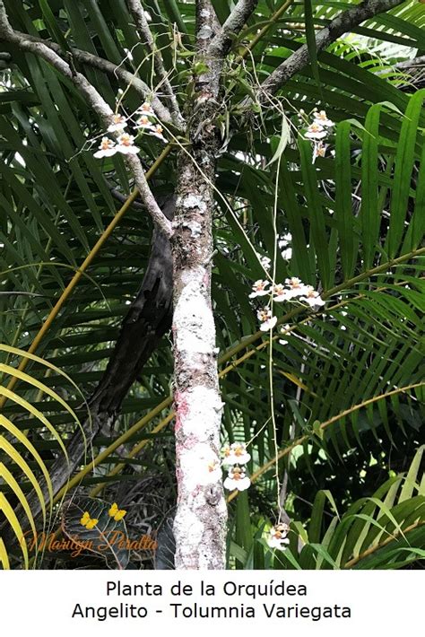 Details 100 árboles Nativos De República Dominicana Abzlocalmx