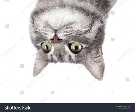 1881 Cats Upside Down Images Stock Photos And Vectors Shutterstock