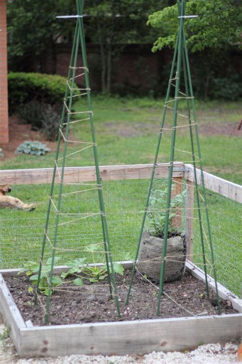 Simple trellis for green beans organic forum at permies DIY Green Bean Teepees | Growing green beans, Green bean ...