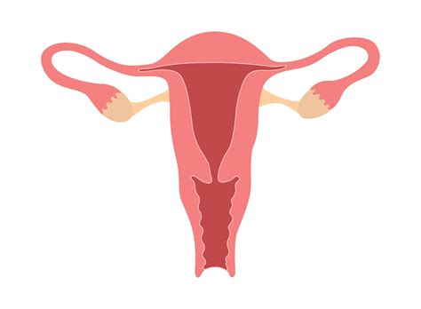 The Vagina Function In Sex And Reproduction