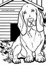 Malvorlage Basset Kleurplaten Honden sketch template
