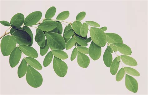 The moringa shop is open for business online. Varieties and Ecotypes of Moringa oleifera - Sustainable ...