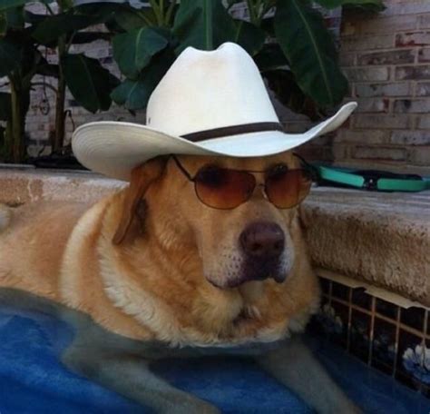 This Doggo Has Style And A Hat Silly Dogs Cute Dogs