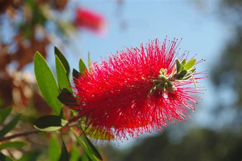 The Essential Guide To Australian Native Plants News Ray White