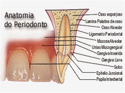 Anatomia Do Periodonto Dicas De Odontologia Da Prof Alessandra Areas