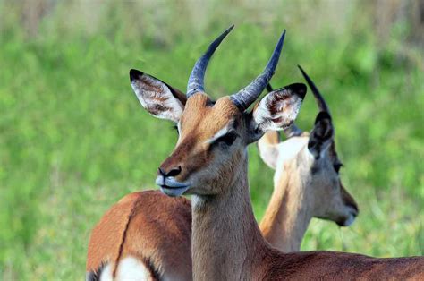 Antelope In Africa