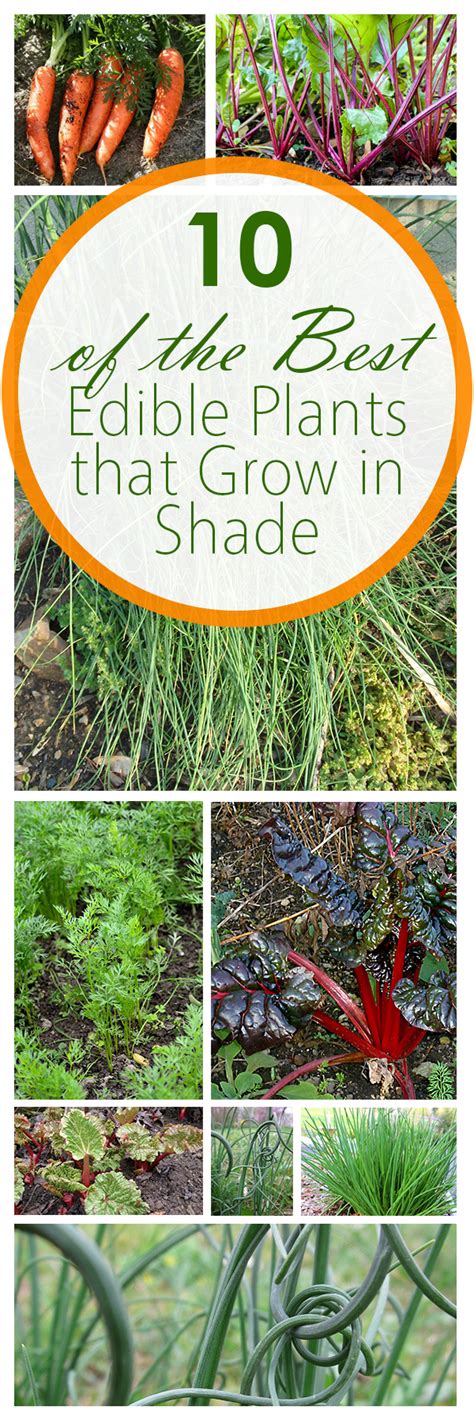 The zinnia also grow especially well in my area. 10 of the Best Edible Plants that Grow in Shade ~ Bees and ...