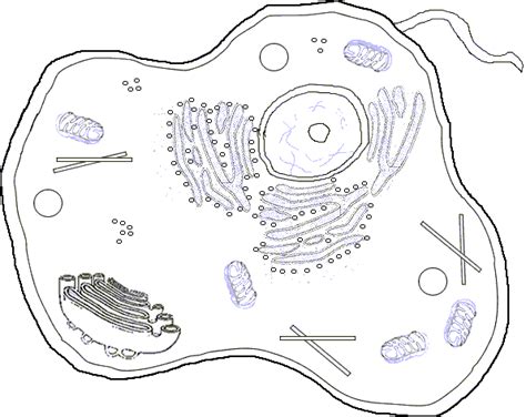 Which structures in the diagram below enable the. Click the Parts of an Animal Cell Quiz - By scole9179