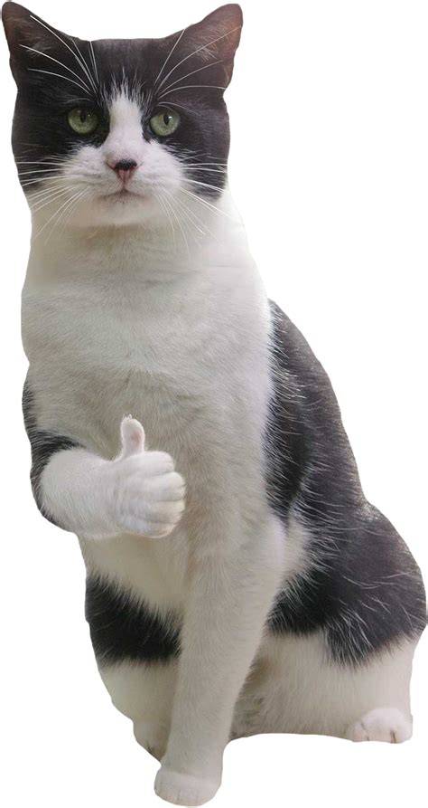 A Cat Giving An Encouraging Thumbs Up Cutouts