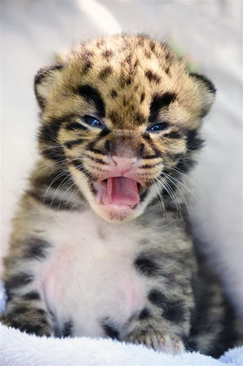 Zoo Miami Welcomes Birth Of Endangered Clouded Leopard Kittens