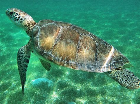 Green Sea Turtle Swimming In Akumal Mexico Encircle Photos