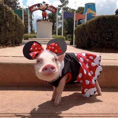 Cute Mini Pigs Play Dress Up Photos Image 10 Abc News