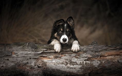 Border Collie Puppy In The Forest Cute Little Black Border Collie