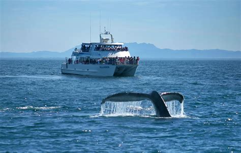 Take To The Great Outdoors Winter Whale Watching And Excursions To The