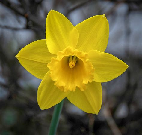 Daffodil On Behance