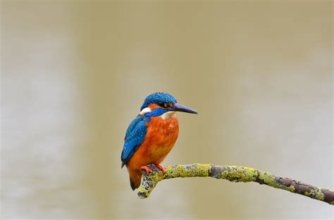 1371013 Common Kingfisher Birds Branches Rare Gallery Hd Wallpapers