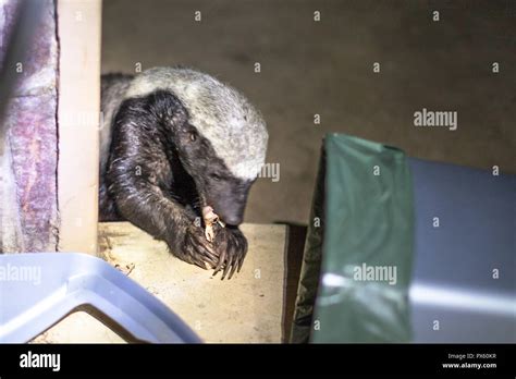 Badass Honey Badger Hi Res Stock Photography And Images Alamy
