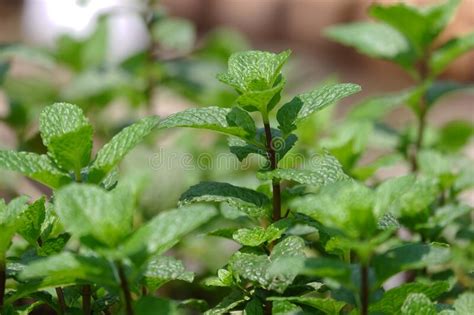 Close Up View Of Peppermint Stock Image Image Of Breath Agriculture
