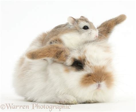 Cute Baby Bunny And Roborovski Hamster Photo Wp40564