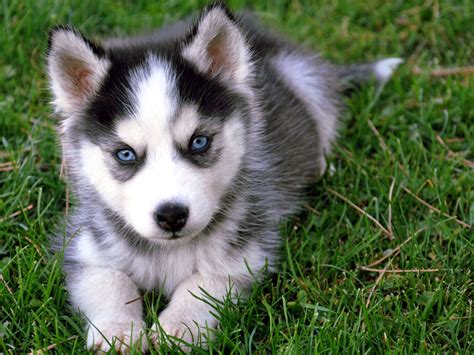 The pictures of the siberian husky puppies are updated as they grow. Siberian Husky Dog Training And Caring | Dog Training