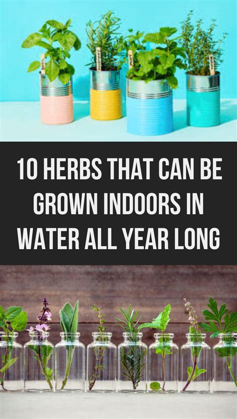 Herbs That Can Be Grown Indoors In Water All Year Long Gardening
