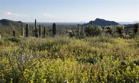 Sonoran Desert In Bloom Superstition Mountains Az 2500x1500 Oc