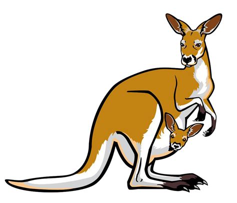 Red Kangaroo Pouch Illustration Cartoon Kangaroo Png Download 1000
