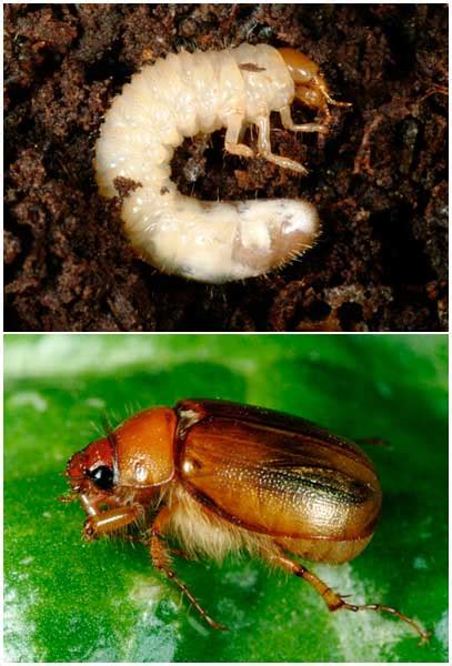 Grass Grub Insect Pests Of Crops Pasture And Forestry Te Ara