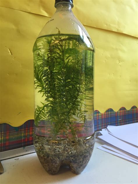 Mckays Classroom Clutter Mini Ecosystem