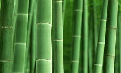 Bamboo Wallpapers 1920 1200 Trees Pixelstalk
