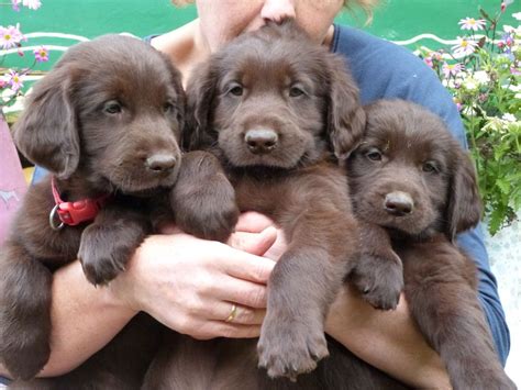 Liver Male Flatcoated Retriever Puppies Worcester Cutest Dogs