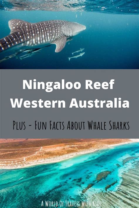 The Beaches Of Ningaloo Are Considered Some Of The Most Beautiful In