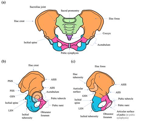 Anatomy Of The Pelvis A Anterior View B Lateral View C Medial